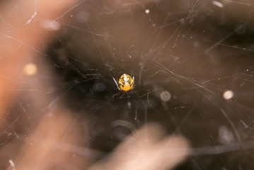 yellow spider