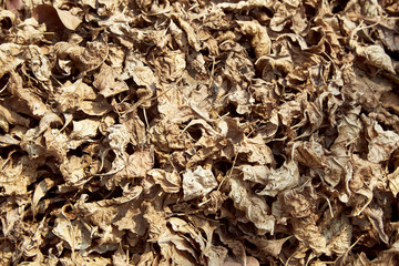 Dry leaf on the ground