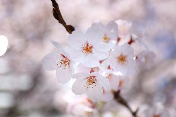 桜の花
