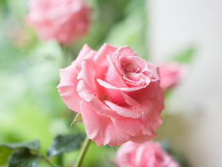 Close up pink rose