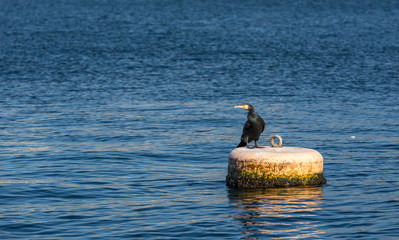 Fototapeta premium Cormorant sitting on buoy at river surface