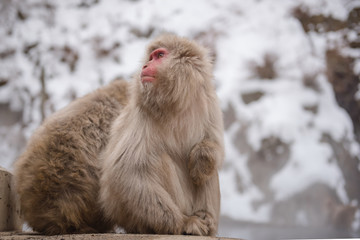 japanese snow monkey with snow background in Jigokudani, Nagano, japan