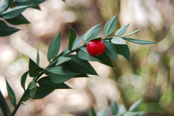 pungitopo (Ruscus aculeatus) con bacche