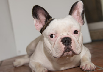 Front side French bulldog looks smart