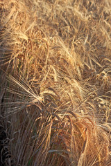 Barley Field