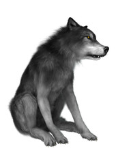 Wild Wolf on White