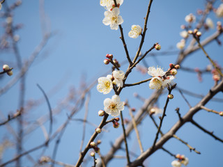 Plum tree blossoming and blue sky background