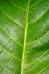 Leaf texture.