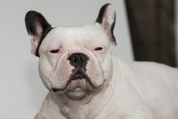 Front side French bulldog looks smart