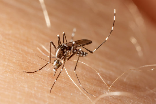 Dengue, Zika And Chikungunya Fever Mosquito (aedes Aegypti) On Human Skin