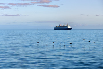 Cape cormorants and cruise ship