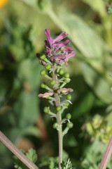 fumaria officinalis