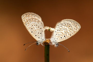 Butterfly couple with brown background