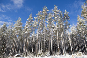 Snowy trees against a deep blue sky in Finland. A real winter wonderland. The trees are covered with snow during a sunny winter day. Some clouds are in the sky.
