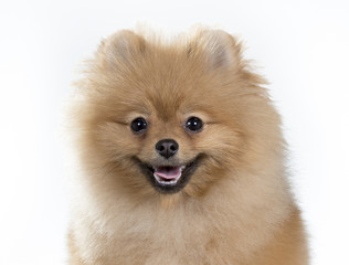 Obraz premium Pomeranian portrait. A cute puppy is sitting in a photoshoot. Image taken in a studio. The dog breed is The Pomeranian often known as a Pom or Pom Pom.