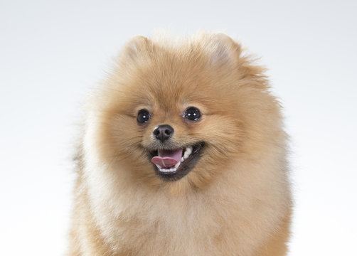 Pomeranian portrait. A cute puppy is sitting in a photoshoot. Image taken in a studio. The dog breed is The Pomeranian often known as a Pom or Pom Pom.