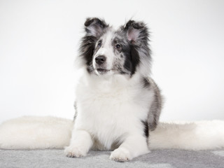 Shetland sheepdog puppy portrait. Image taken in a studio.