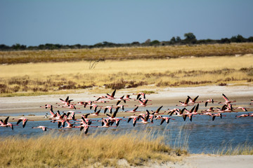 a group of Flamingos in flight - obrazy, fototapety, plakaty