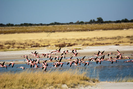 Fototapeta a group of Flamingos in flight
