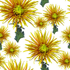green orange chrysanthemum flower seamless