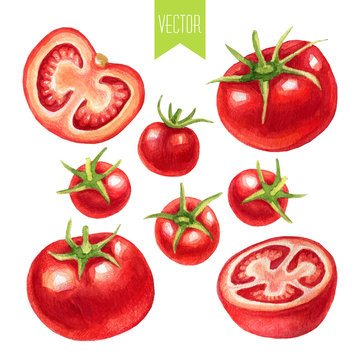 Watercolor set of tomatoes