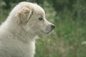 White puppy dog in field