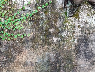 Green Creeper Plant on white wall