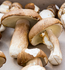 Mushroom boletus detail