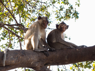  a pair of monkey