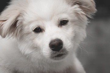 Adorable white puppy