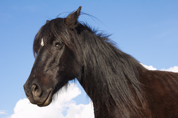 Primo piano di uno stallone nero