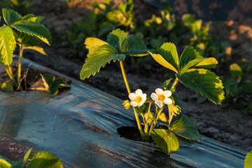 Strawberry Plant
