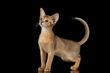 Standing Abyssinian Kitten Looking at left and Raising up tail