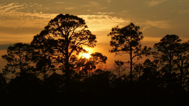 4K Pine Forest Sunset 3