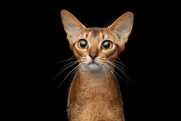 Closeup Portrait of Funny Abyssinian Cat isolated on black