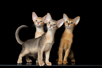 Three Cute Abyssinian Kittens Sitting isolated black