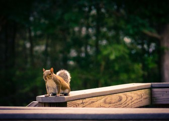 Fototapeta na wymiar Squirrel on the Deck