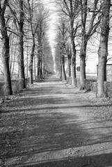 Winter tree-lined street. Black and white photo