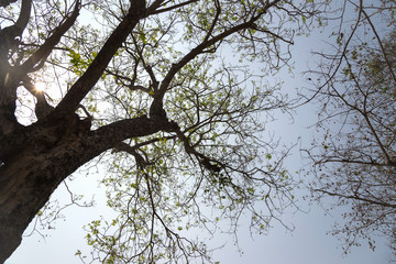 Details of tree branches and leaves.