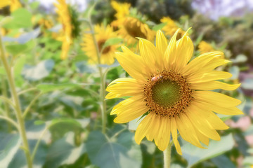 Obraz premium sunflowers field