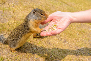 Feeding ground squirrel at the Lightning Lake in Manning Park, British Columbia, Canada.