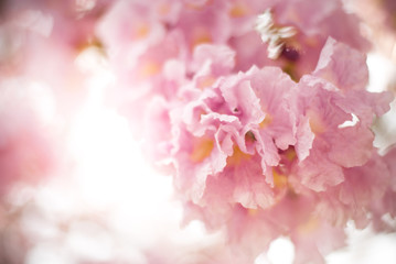 Spring Pink Blossoms ,Pink flowers