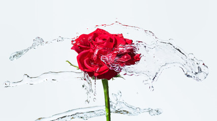 Rote Rose mit Wasserspritzer - Splash