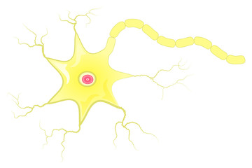 Neuron cell with axon vector illustration