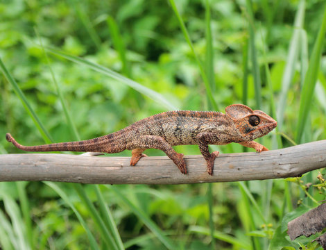 Chameleon on trunk of dry tree