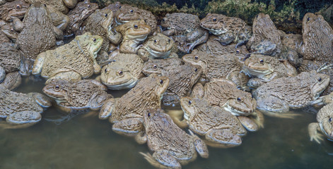 The raising frogs in pond. Frogs that farmers taken nourished up in a pond.