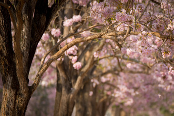 Spring Pink Blossoms ,Pink flowers