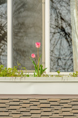 Fragment of the house with nice window and flowers in front. Selective focus.