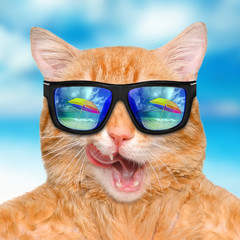 Cat wearing sunglasses relaxing in the sea background