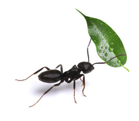 Small ant carrying green leaf, isolated on white.